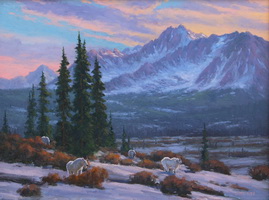 Mountain Sheep