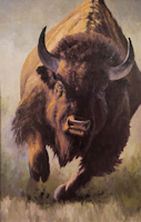 Bison