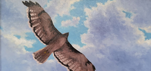 Hawk